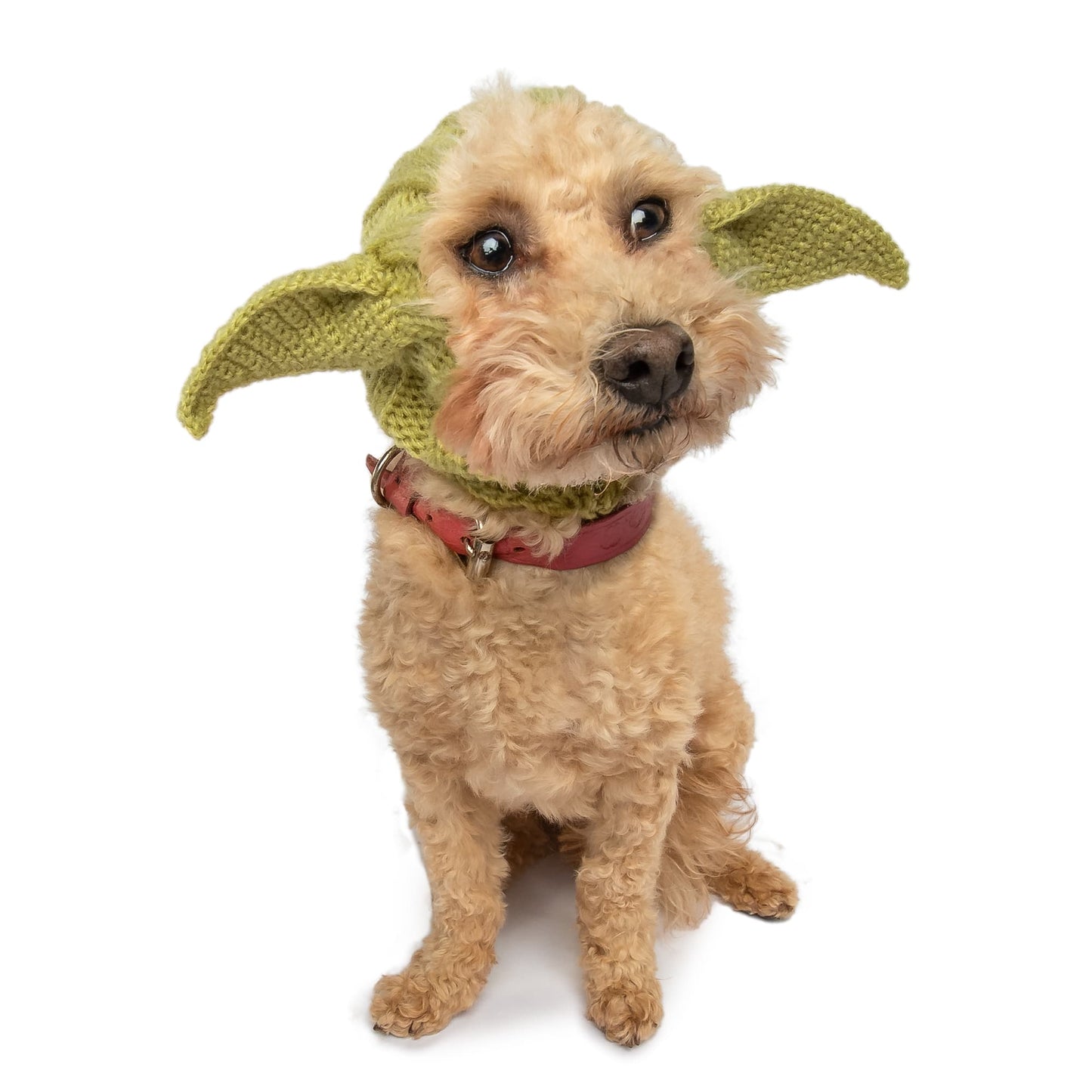 Dog wearing a Yoda costume with large ears on a white background