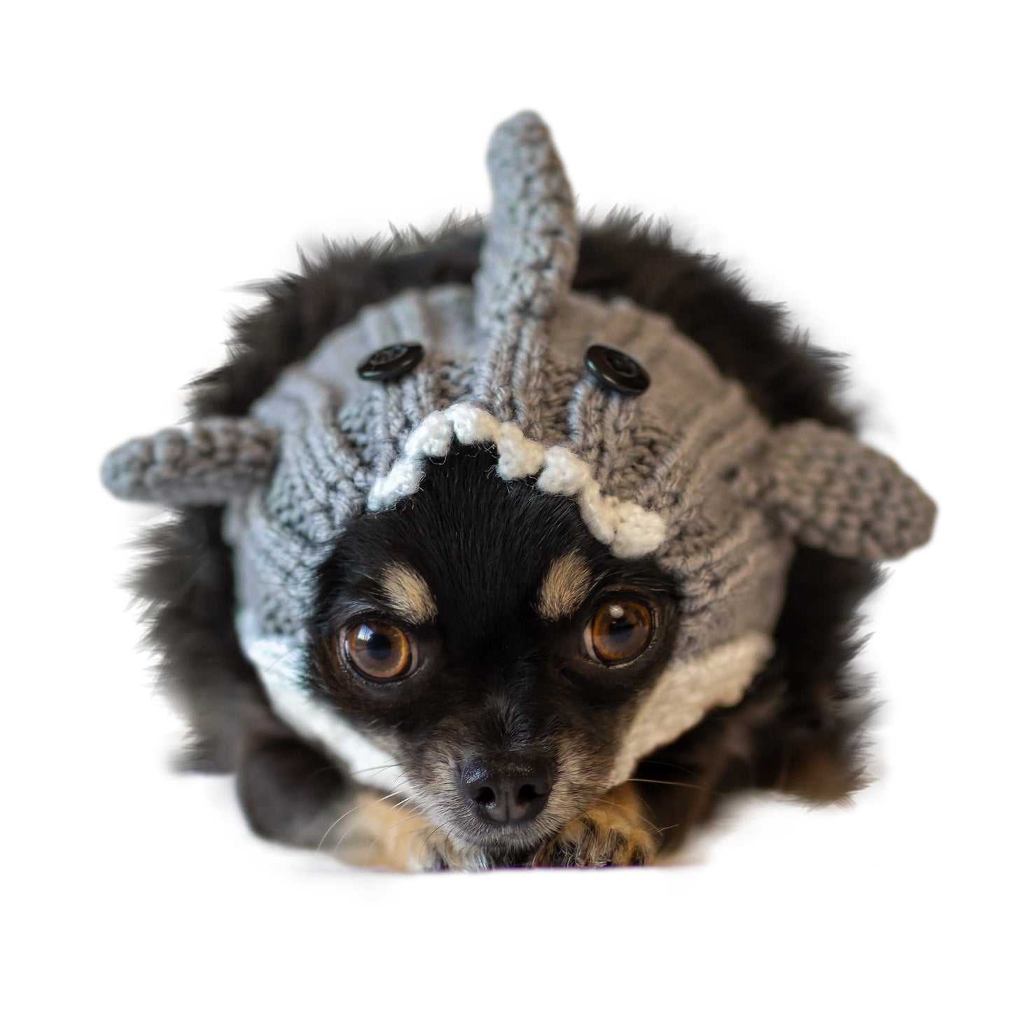 Dog wearing a shark costume with fins on a white background