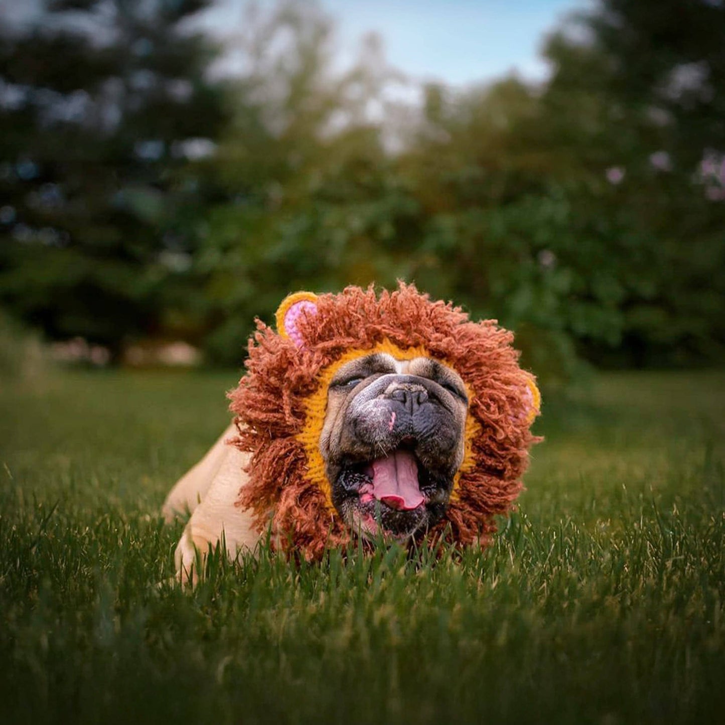 Lion Dog Snood