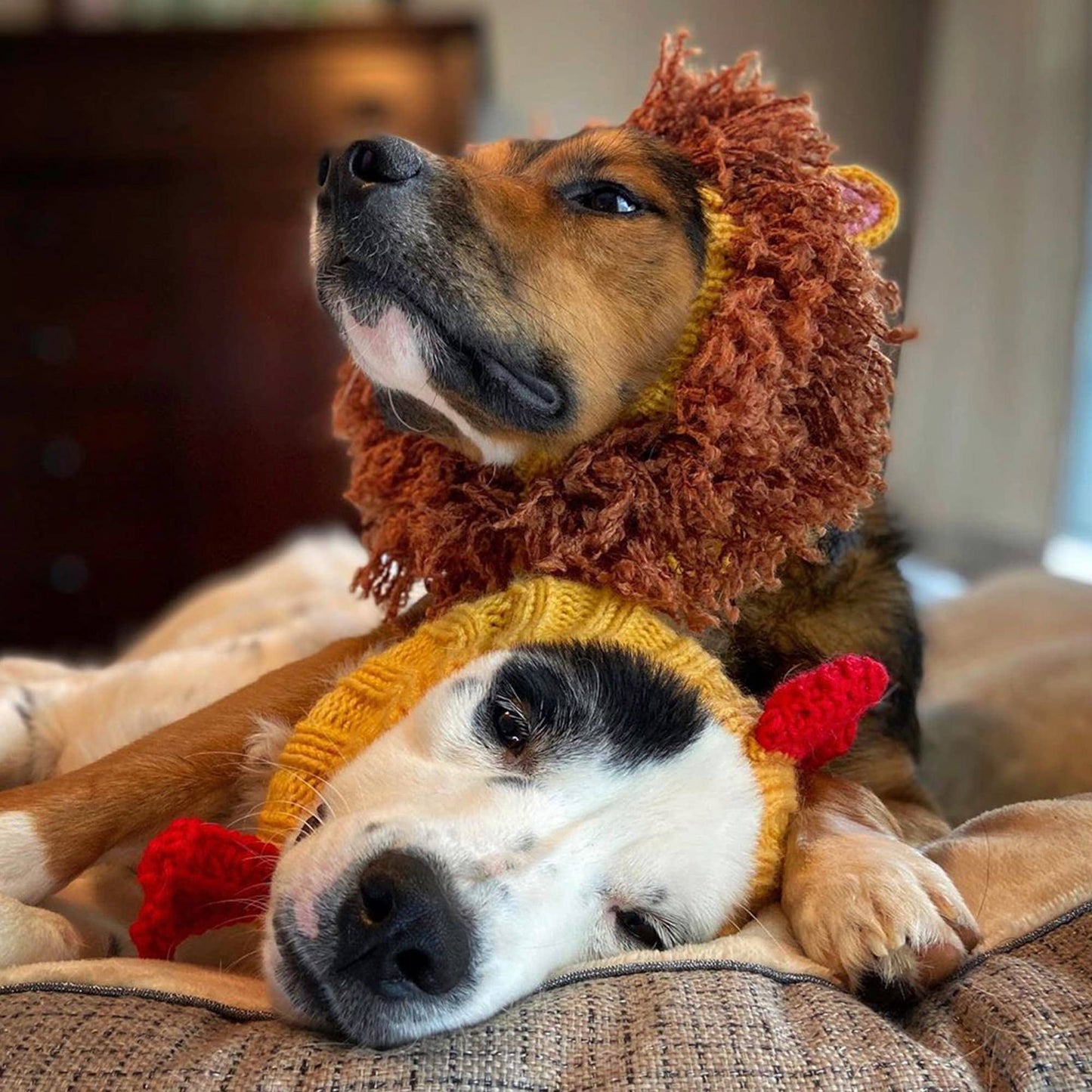 Yellow Rooster Dog Snood