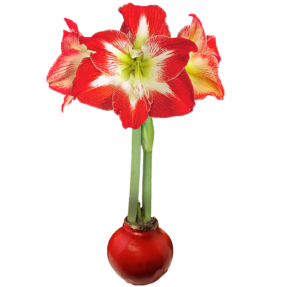 Minerva Waxed Amaryllis Solid Red Base