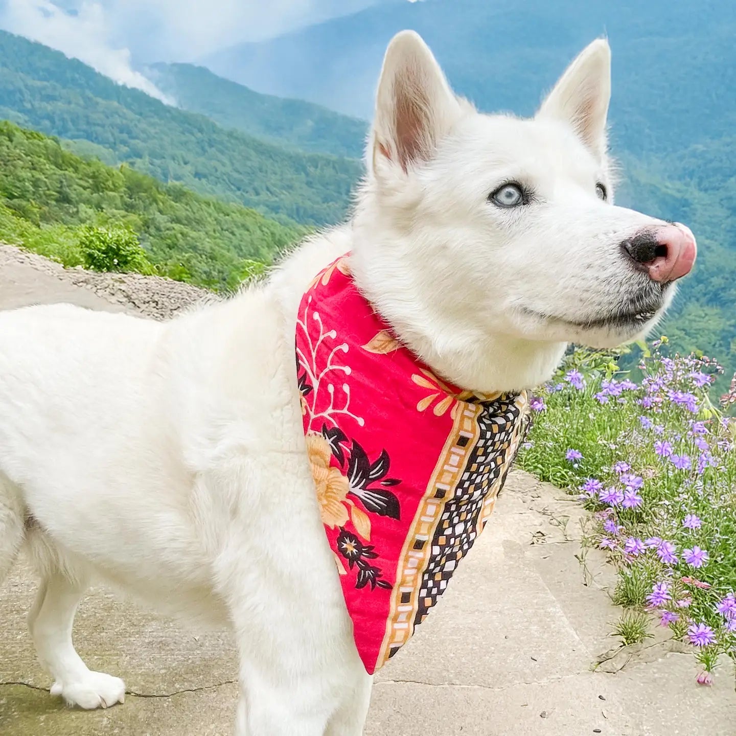 Saree Pet Bandana- Large