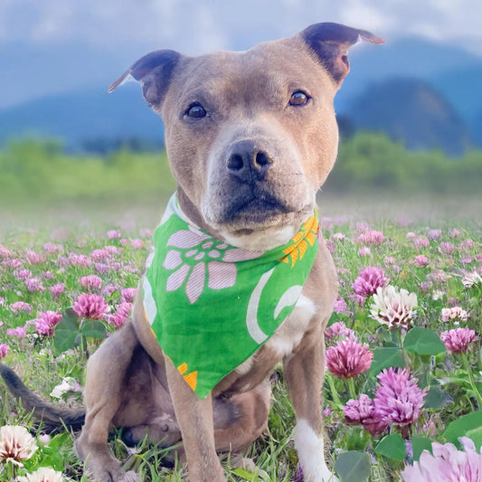 Saree Pet Bandana- Medium