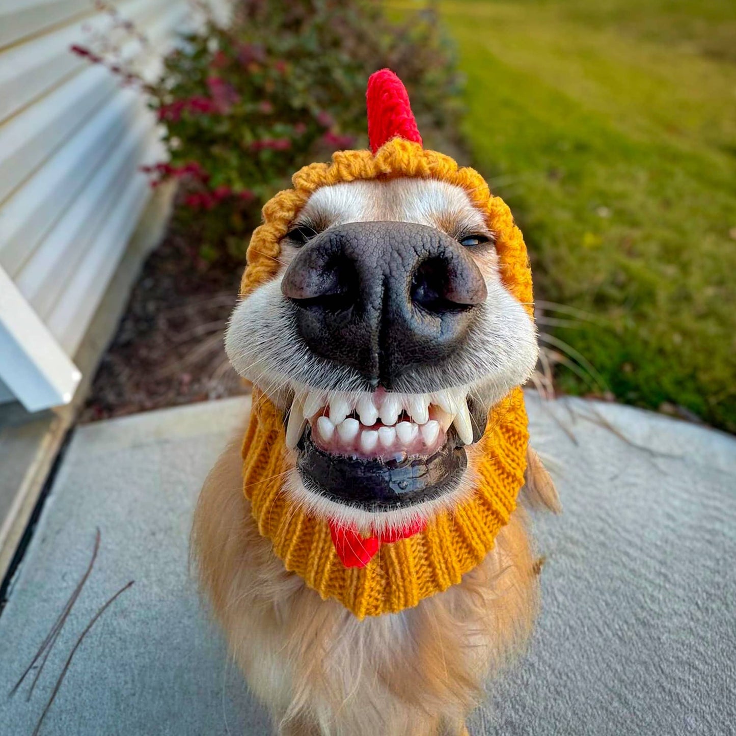 Yellow Rooster Dog Snood