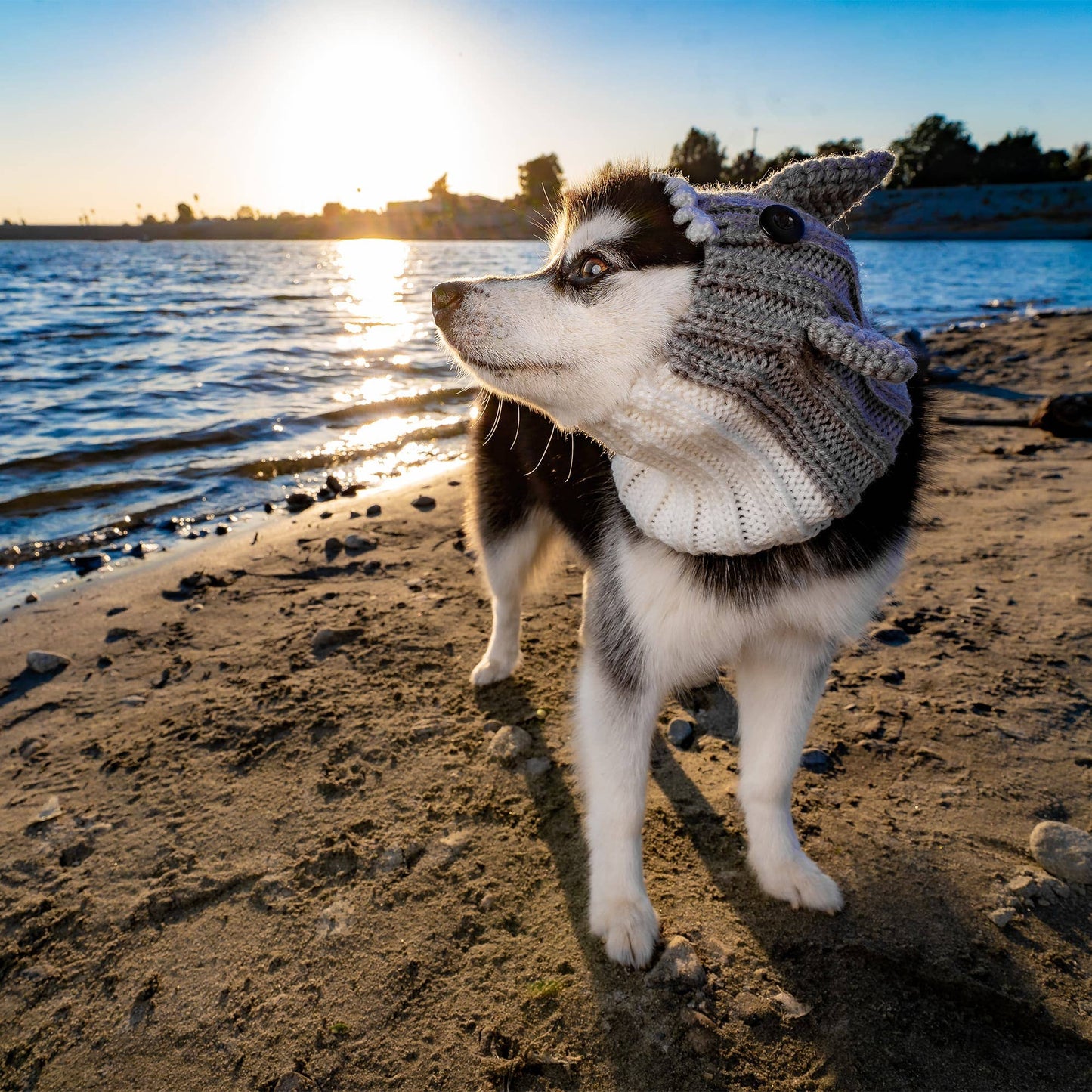 Great White Shark Dog Snood