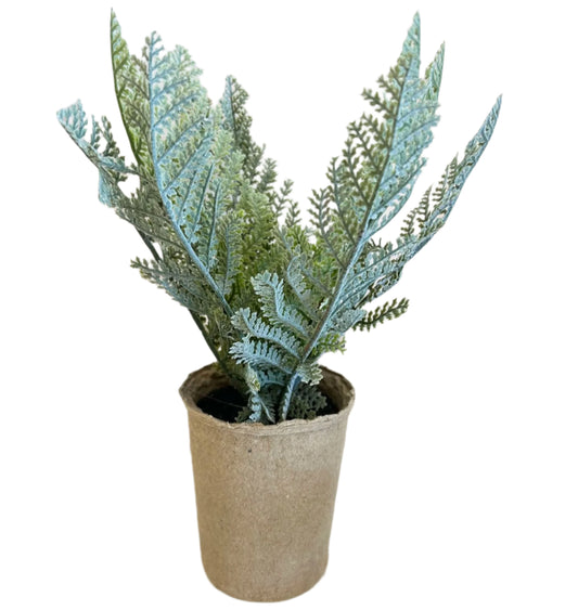 Plant in Paper Pot