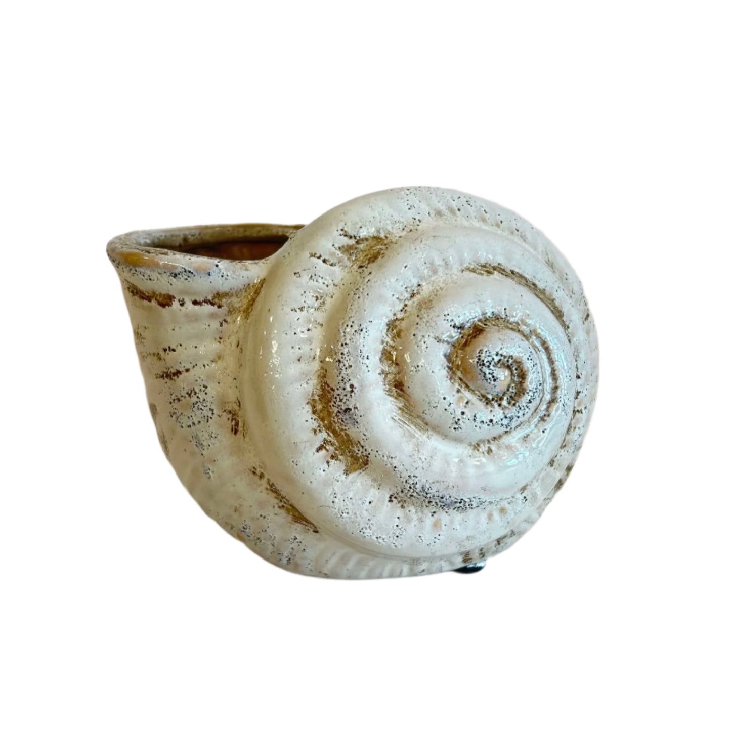 Conch Shell Planter/Vase