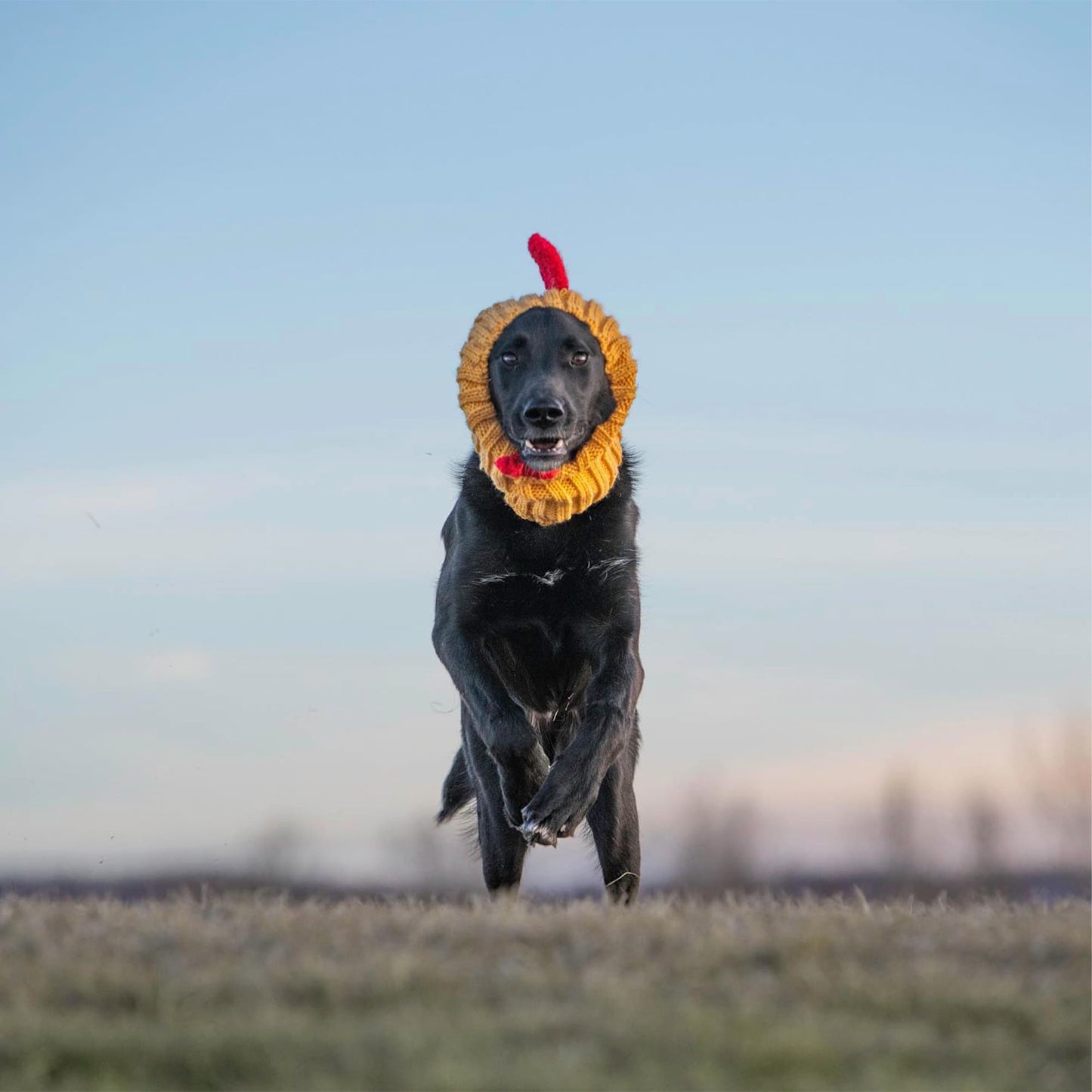Yellow Rooster Dog Snood