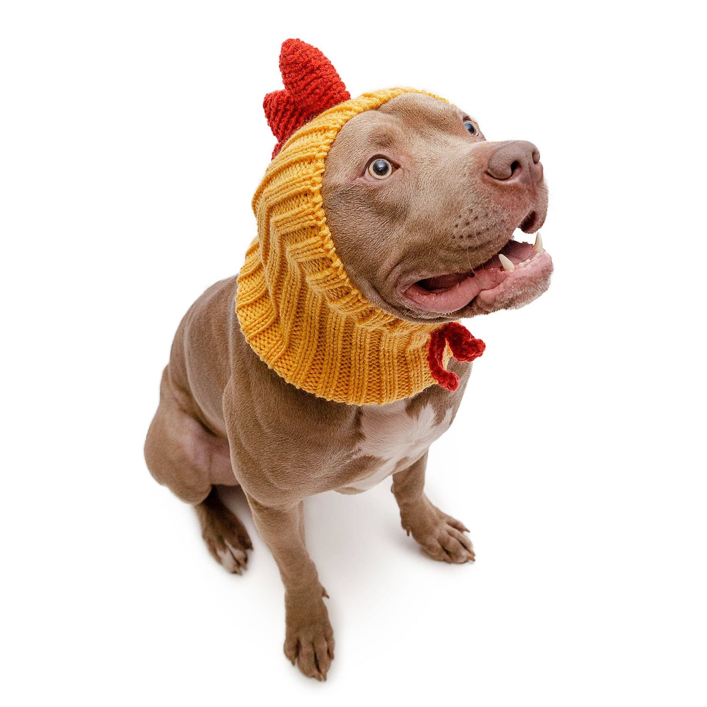Yellow Rooster Dog Snood