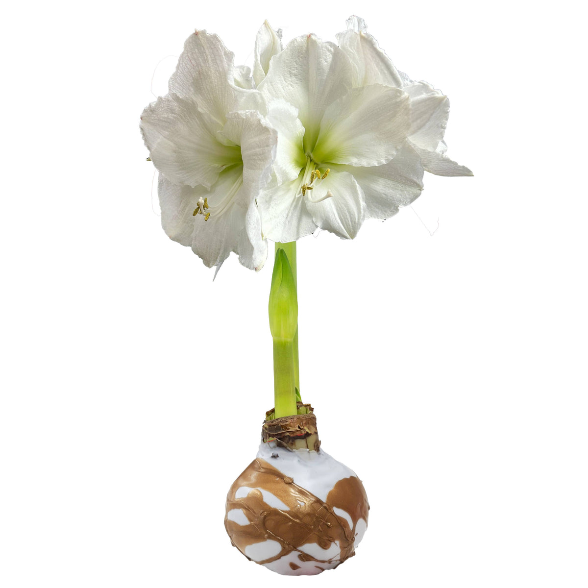 White Amaryllis Bulb Gold Splatter Wax 30cm