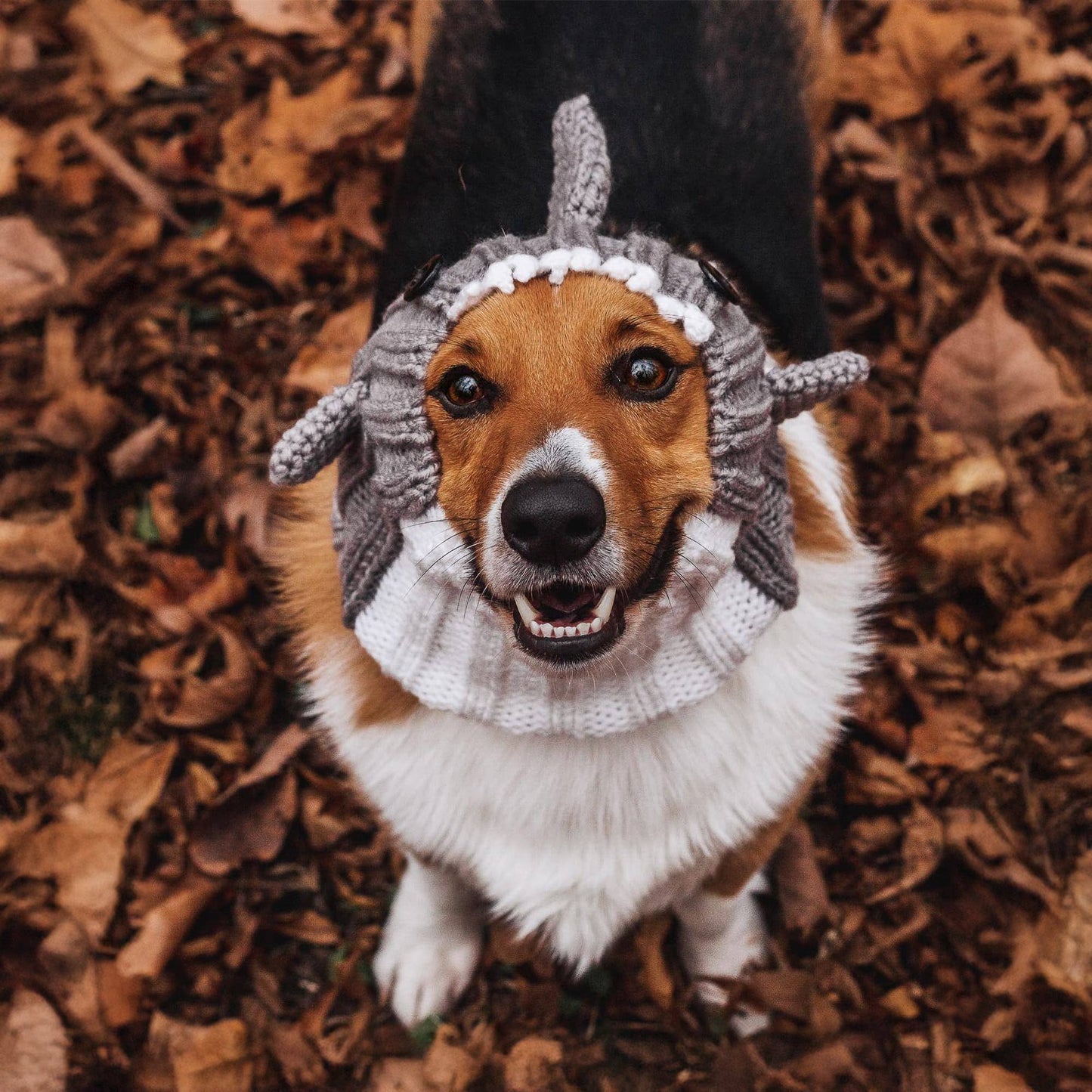 Great White Shark Dog Snood
