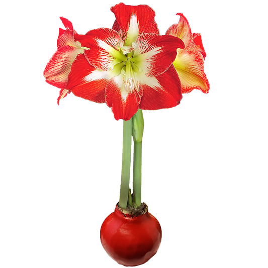 Minerva Waxed Amaryllis Solid Red Base