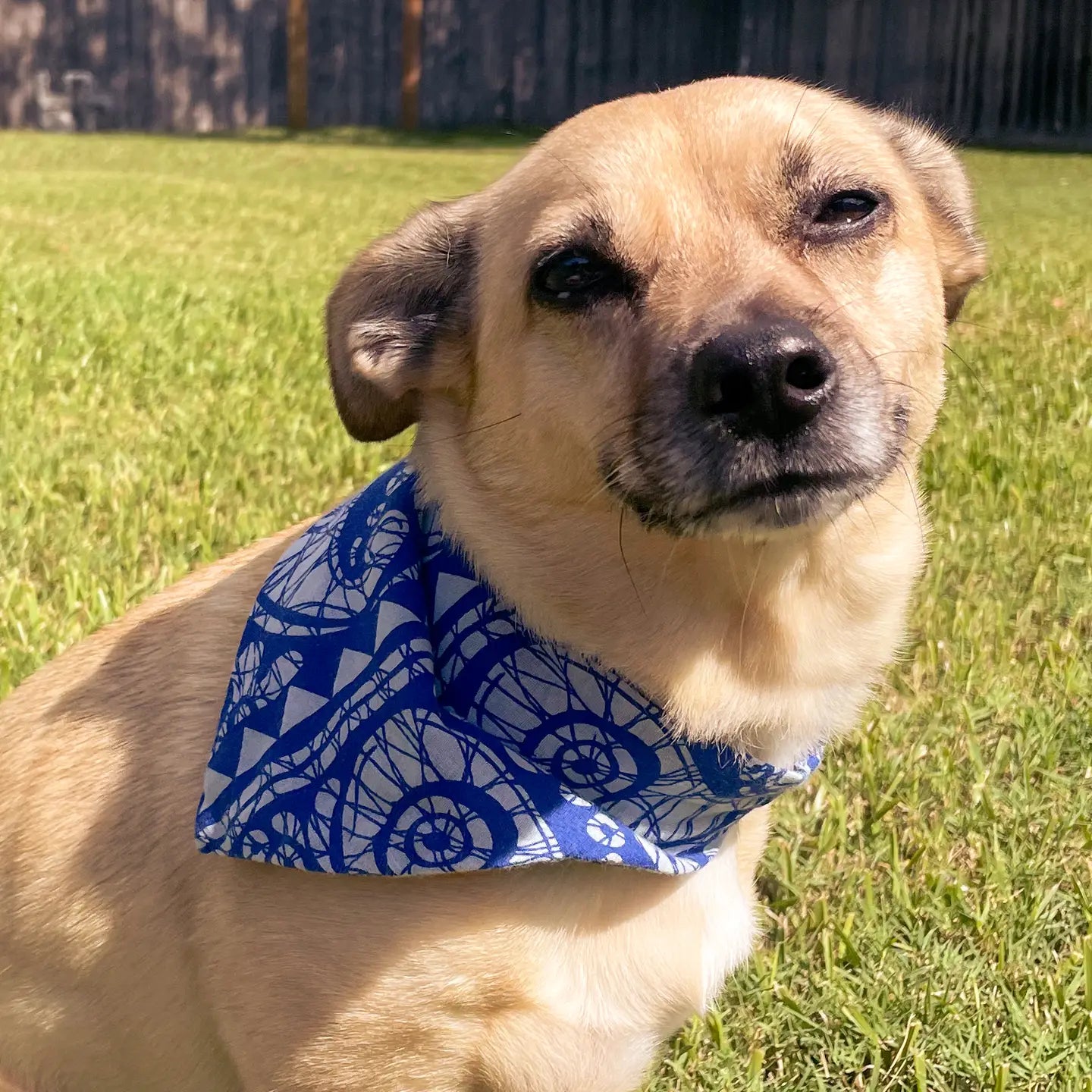 Saree Pet Bandana- Small